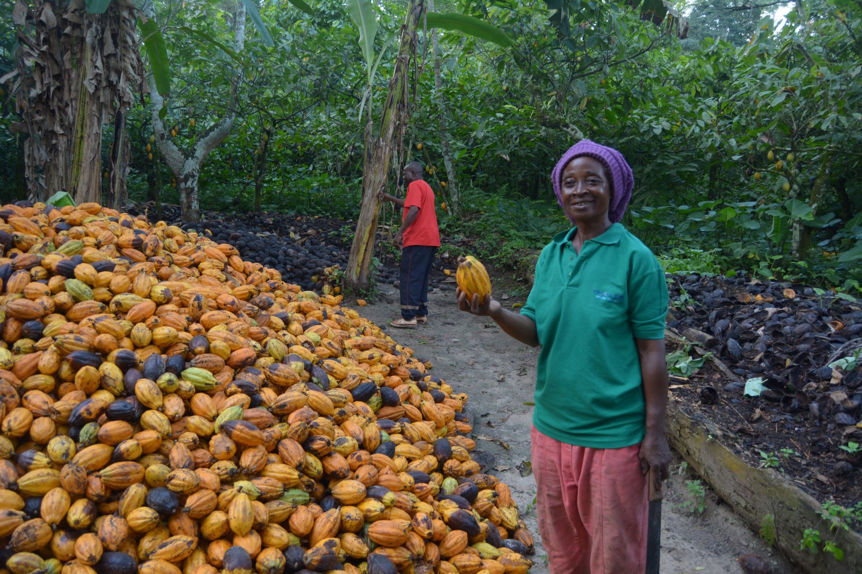 familles aux revenus sans déforestation